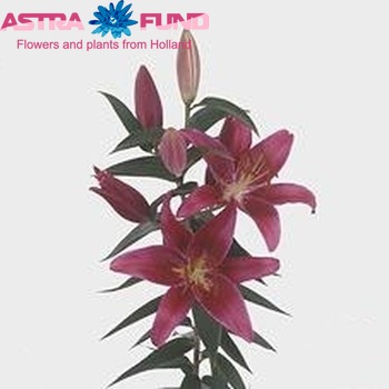 Lilium Or 'Montezuma' photo