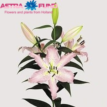 Lilium Or 'Pandora' zdjęcie