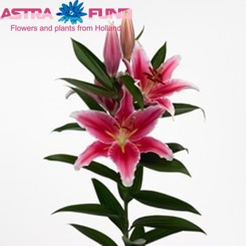 Lilium Or 'Paradero' photo