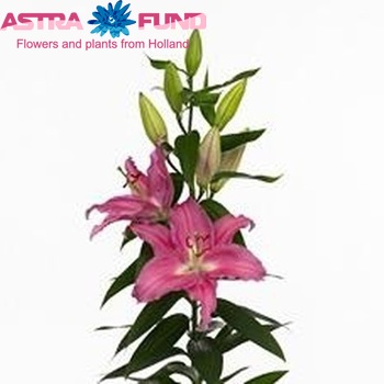 Lilium Or 'Pink Expression' Foto