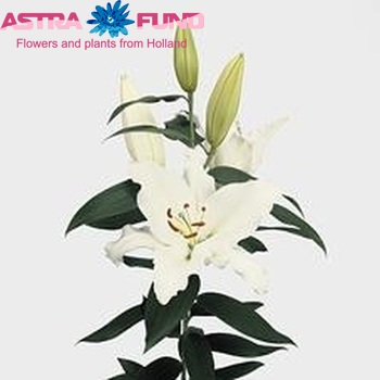 Lilium Or 'Rialto' Foto