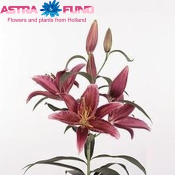 Lilium Or 'Salinas' Foto