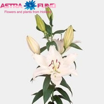 Lilium Or 'Sapporo' photo