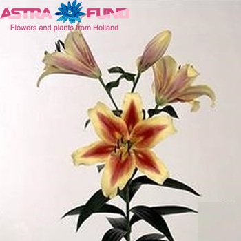 Lilium Or 'Shocking' photo