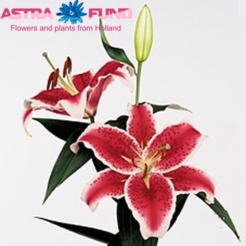 Lilium Or 'Starfighter' Foto