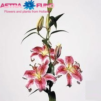 Lilium Or. Stargazer Foto