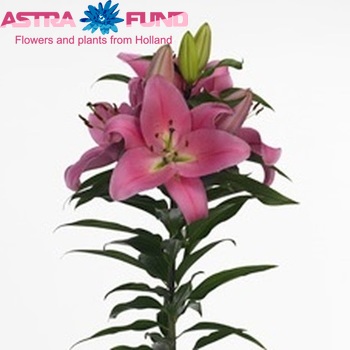 Lilium Or 'Striker' Foto