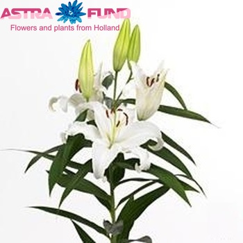 Lilium Or 'Universe' photo