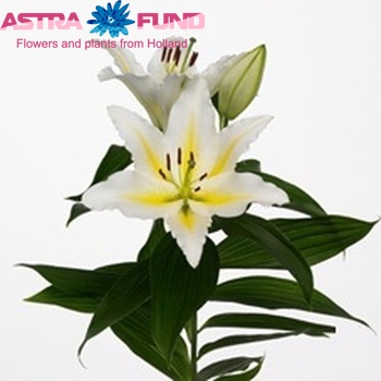 Lilium Or 'Venezuela' photo