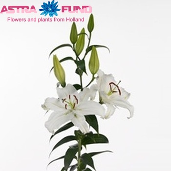 Lilium Or 'White Cup' Foto