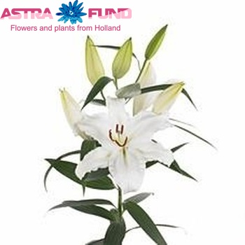 Lilium Or 'White Express' photo