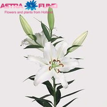 Lilium Or 'White Lion' photo