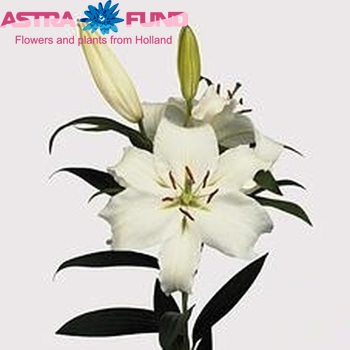 Lilium Or White Merostar photo