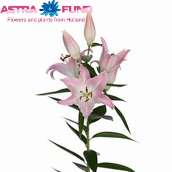 Lilium Or 'Willeke Alberti' photo