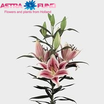 Lilium Oriental Grp 'Action' фото