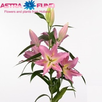 Lilium Oriental Grp 'All Star' zdjęcie