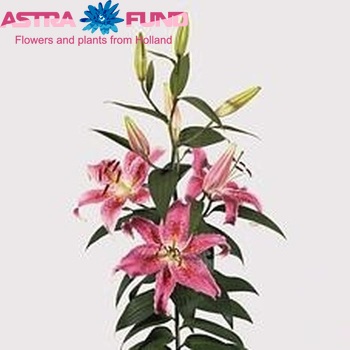 Lilium Oriental Grp 'Alliance' foto