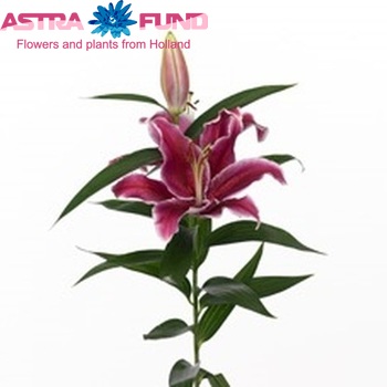 Lilium Oriental Grp 'Aranal' photo