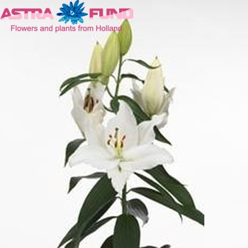 Lilium Oriental Grp 'Ariane' фото