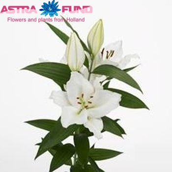 Lilium Oriental Grp 'Arlington' foto