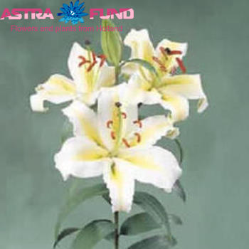 Lilium Oriental Grp 'Aubade' zdjęcie