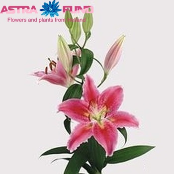 Lilium Oriental Grp 'Canberra' foto