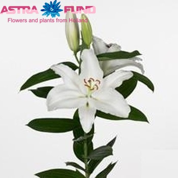 Lilium Oriental Grp 'Cantarino' zdjęcie