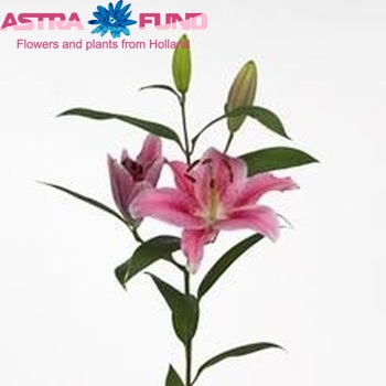 Lilium Oriental Grp 'Caribbean Pearl' foto