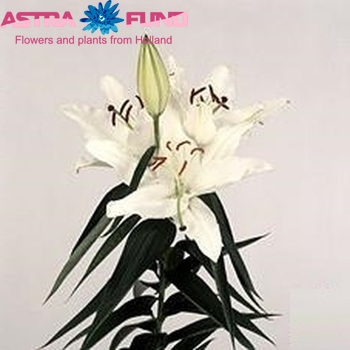 Lilium Oriental Grp 'Carillon' Foto