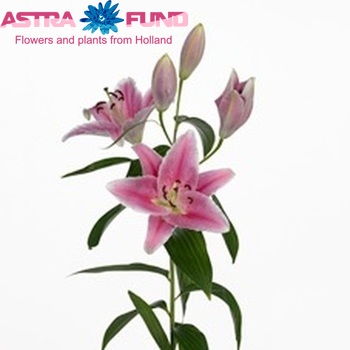 Lilium Oriental Grp 'Carribean' Foto