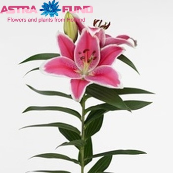 Lilium Oriental Grp 'Charming' zdjęcie