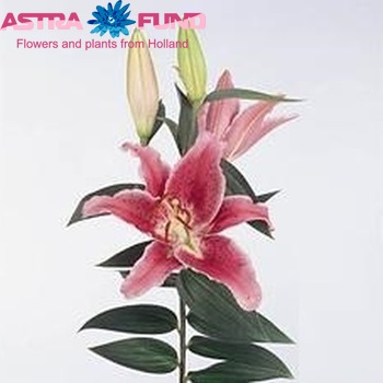 Lilium Oriental Grp 'Chinon' foto