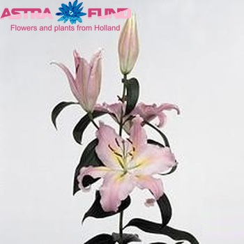 Lilium Oriental Grp 'Color Parade' Foto