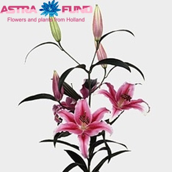 Lilium Oriental Grp 'Colorado' zdjęcie