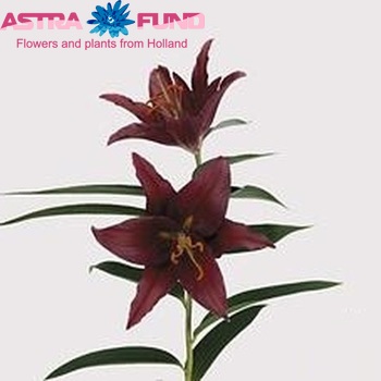 Lilium Oriental Grp 'Corsaro' photo