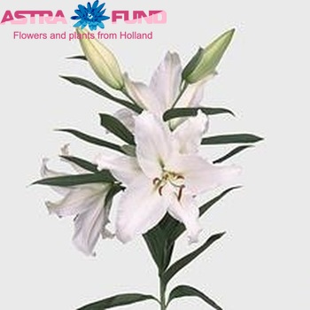 Lilium Oriental Grp 'Crystal Blanca' фото