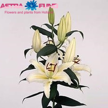 Lilium Oriental Grp 'Crystal Eye' Foto