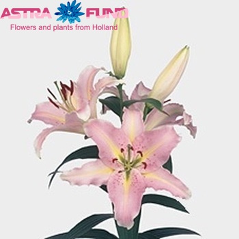 Lilium Oriental Grp 'Crystal Lady' фото