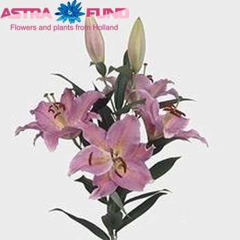 Lilium Oriental Grp 'Crystal Light' foto