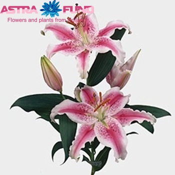 Lilium Oriental Grp 'Crystal Star' фото