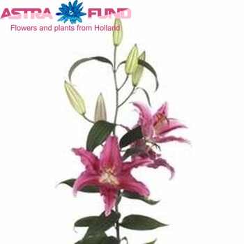 Lilium Oriental Grp 'Cuba' Foto