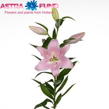 Lilium Oriental Grp 'Esscher' Foto