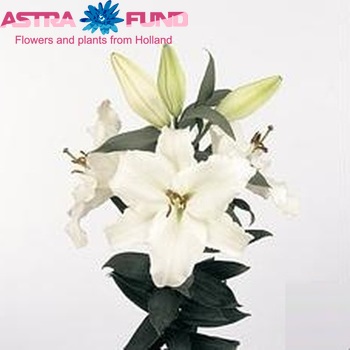 Lilium Oriental Grp 'First Arrival' фото