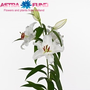 Lilium Oriental Grp 'Intenso' zdjęcie