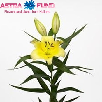 Lilium Oriental Grp 'Lesotho' Foto