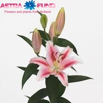 Lilium Oriental Grp 'Lodi' zdjęcie