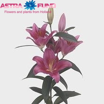 Lilium Oriental Grp 'Marcanti' photo