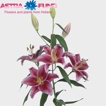 Lilium Oriental Grp 'Newton' zdjęcie