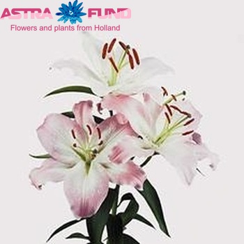 Lilium Oriental Grp 'Pink Almeria' фото