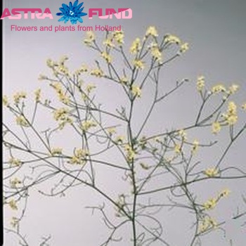 Limonium sinensis China White Foto